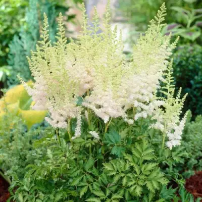 Астильба МИЛК ЭНД ХАНИ китайская в Бобруйске