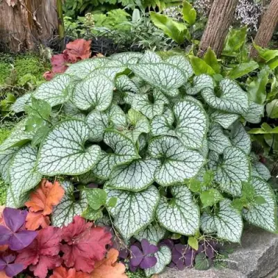 Бруннера ДЖЭК ФРОСТ в Бобруйске