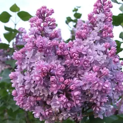 Сирень КОЛХОЗНИЦА в Бобруйске