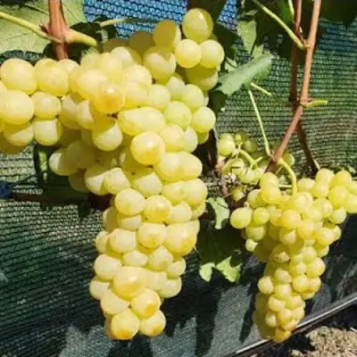 Виноград КИШМИШ ЗОЛОТЦЕ в Бобруйске