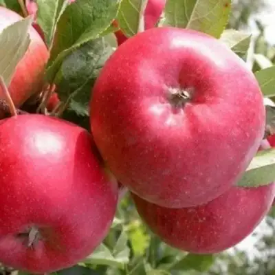 Яблоня ПОСПЕХ в Бобруйске