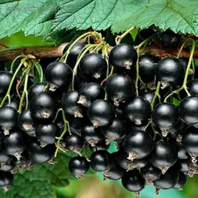 Смородина черная БЕН КОНАН в Бобруйске