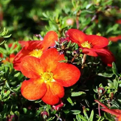 Лапчатка РЕД АЙС кустарниковая в Бобруйске