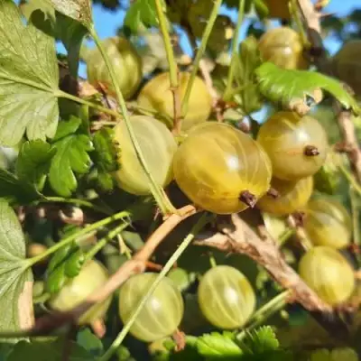 Крыжовник БЕЛОРУCСКИЙ САХАРНЫЙ 2 в Бобруйске