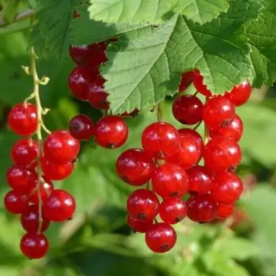 Смородина красная РОНДОМ в Бобруйске