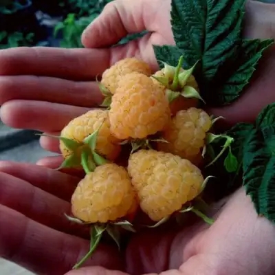 Малина ЗЮГАНА ЗОЛОТАЯ в Бобруйске