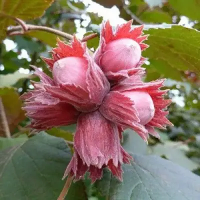 Фундук СКАРЛЕТТ в Бобруйске