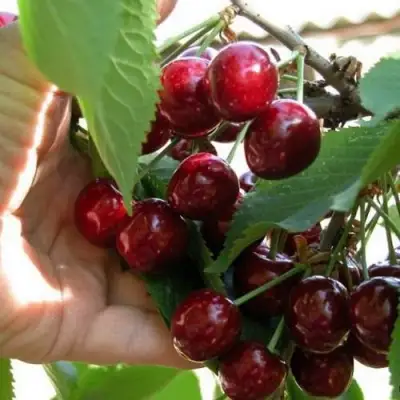 Черешня СЮБАРОВСКАЯ в Бобруйске