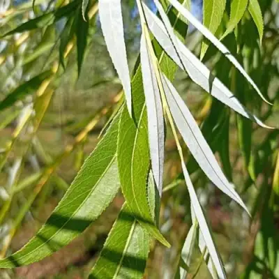 Ива ВИТЕЛЛИНА белая  в Бобруйске