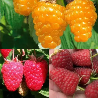 Комплект ЗОЛОТАЯ МАЛИНА в Бобруйске