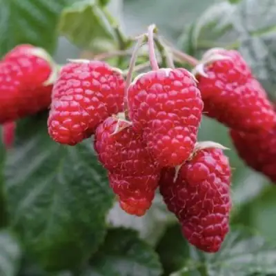 Малина МАРОСЕЙКА в Бобруйске