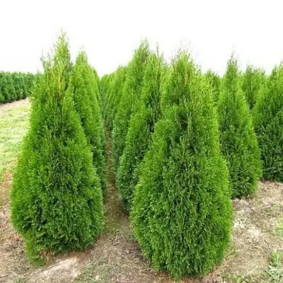 Туя СМАРАГД западная в Бобруйске