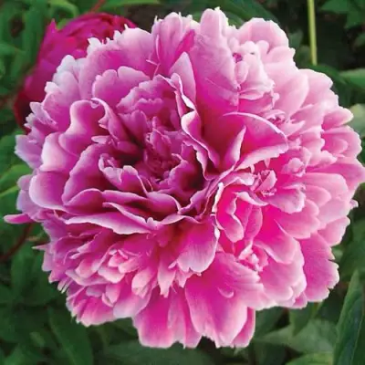 Пион ПУРПУРНАЯ ФЕЕРИЯ травянистый в Бобруйске