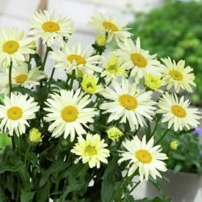 Нивяник БРОДВЕЙ ЛАЙТС великолепный в Бобруйске