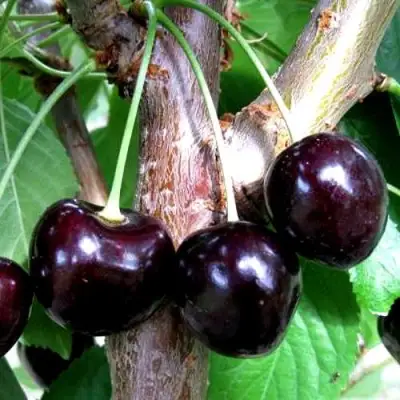 Вишня ШОКОЛАДНИЦА в Бобруйске