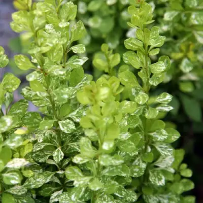 Барбарис ПАУ ВАУ тунберга в Бобруйске