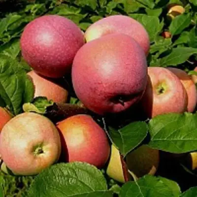 Яблоня СЛАВА ПОБЕДИТЕЛЯМ в Бобруйске