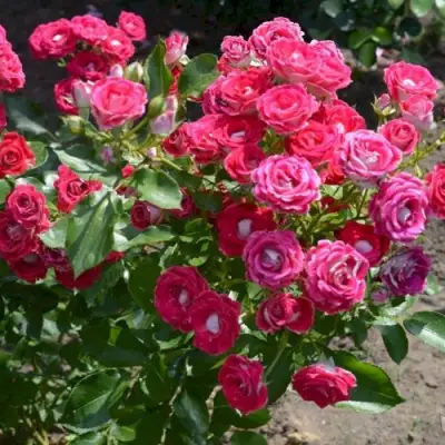 Роза ШОНЕ КОБЛЕНЦЕРИН флорибунда в Бобруйске