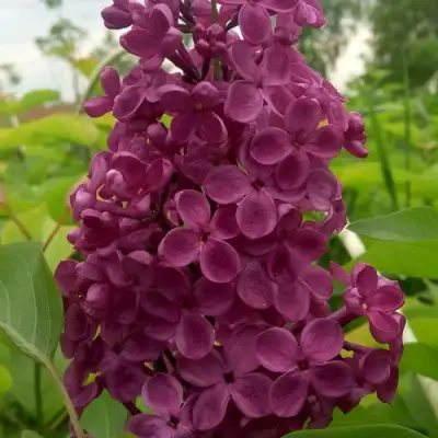 Сирень ИНДИЯ в Бобруйске