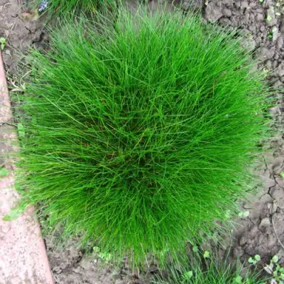 Овсяница ГОТЬЕ в Бобруйске