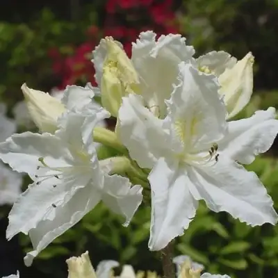 Азалия ОКСИДОЛ листопадная в Бобруйске