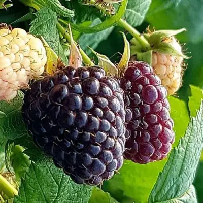 Малина БЛЭК ПОЛЬКА (ХЕБАН) в Бобруйске