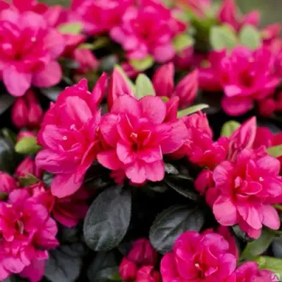 Азалия КАНЗОНЕТТА японская в Бобруйске