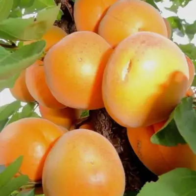 Абрикос ДЕСЕРТНЫЙ в Бобруйске