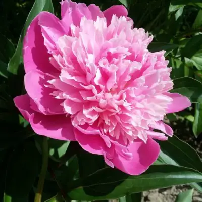 Пион ГОЛУБАЯ ХРИЗАНТЕМА травянистый в Бобруйске