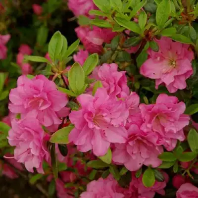 Азалия РОЗИНЕТТА японская в Бобруйске