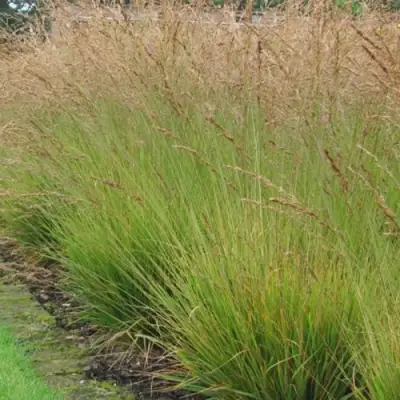 Молиния ПОЛ ПЕТЕРСОН голубая в Бобруйске