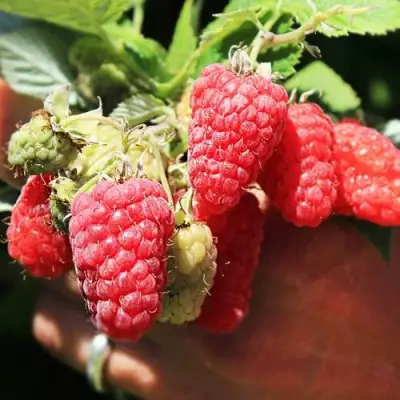 Малина ПАТРИЦИЯ в Бобруйске