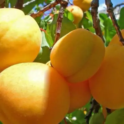 Абрикос ПАМЯТЬ ЛОЙКО в Бобруйске