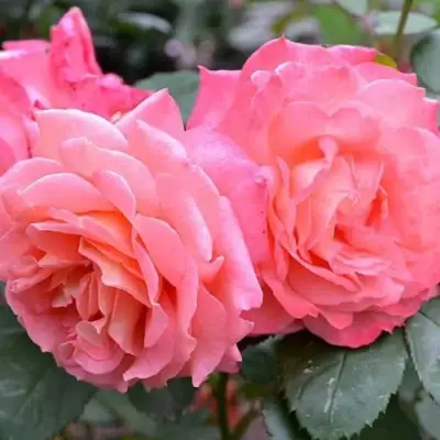 Роза ИНСТИТУТ ЛЮМЬЕР шраб в Бобруйске