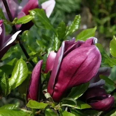 Магнолия НИГРА в Бобруйске