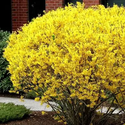 Форзиция ЛИНВУД в Бобруйске