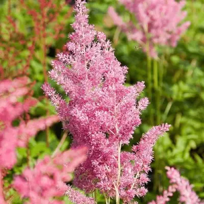 Астильба РЕЙНЛЕНД японская в Бобруйске