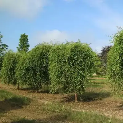 Береза САММЕР КАСКАД черная в Бобруйске