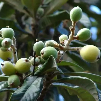 МУШМУЛА  в Бобруйске