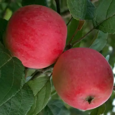 Яблоня СУЙСЛЕПСКОЕ (МАЛИНОВКА) в Бобруйске