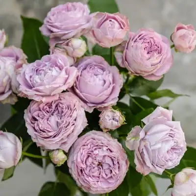 Роза ЛАВАНДЕР БАБЛС спрей в Бобруйске