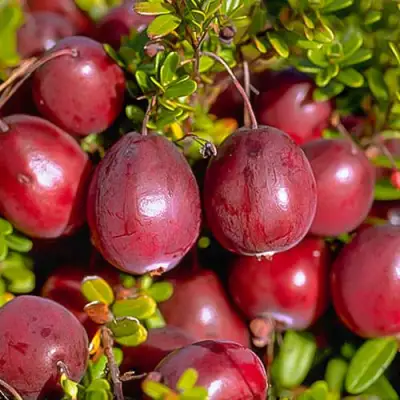 Клюква БЕН ЛИР в Бобруйске