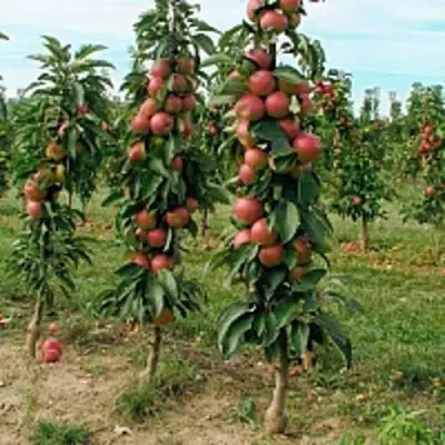 Яблоня ЯНТАРНОЕ ОЖЕРЕЛЬЕ колонновидная в Бобруйске