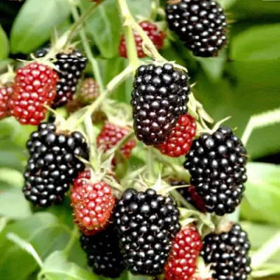 Ежемалина ДАРРОУ в Бобруйске