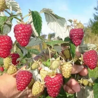 Малина ЖАР-ПТИЦА в Бобруйске