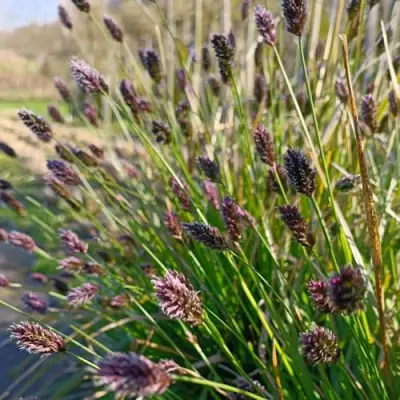 Сейслерия ХЕФЛЕРА в Бобруйске