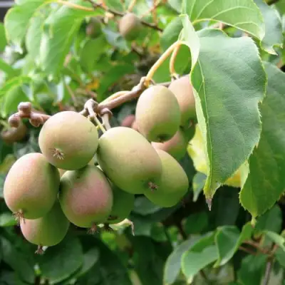 Актинидия ЛЮСИ аргута  в Бобруйске