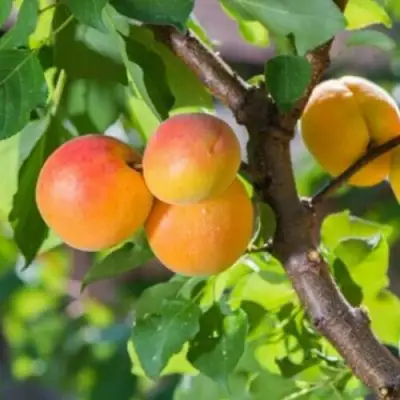 Абрикос РИТАУСМА в Бобруйске