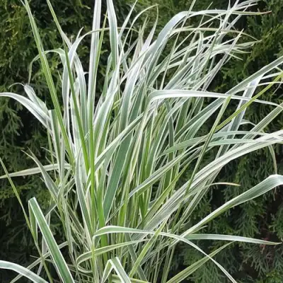 Вейник ОВЕРДАМ остроцветковый в Бобруйске