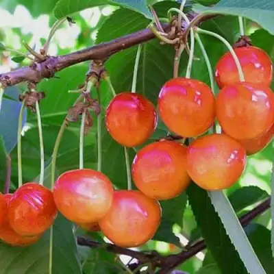 Черешня НАСЛАЖДЕНИЕ в Бобруйске